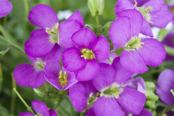 Arabis x arendsii Compinkie 9 cm Topf - Größe nach Saison