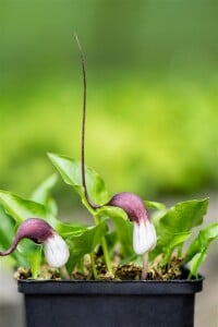 Arisarum proboscideum 9 cm Topf - Größe nach...