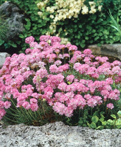 Armeria juniperifolia 9 cm Topf - Größe nach Saison