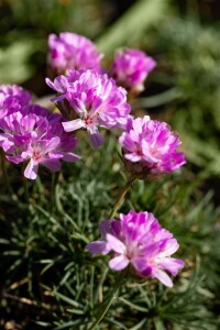 Armeria juniperifolia 9 cm Topf - Größe nach Saison