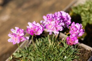 Armeria juniperifolia 9 cm Topf - Größe nach Saison