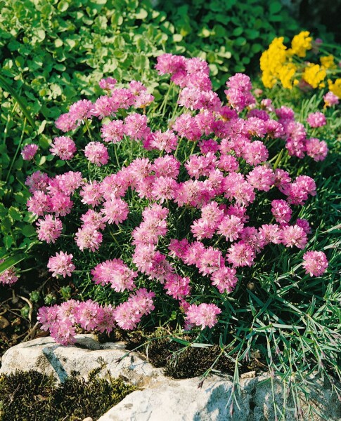 Armeria juniperifolia Röschen 9 cm Topf - Größe nach Saison