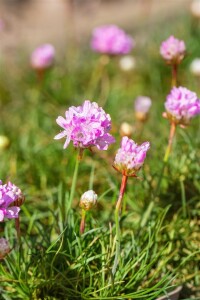 Armeria juniperifolia Röschen 9 cm Topf - Größe nach Saison