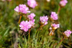 Armeria juniperifolia Röschen 9 cm Topf - Größe nach Saison