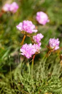 Armeria juniperifolia Röschen 9 cm Topf - Größe nach Saison