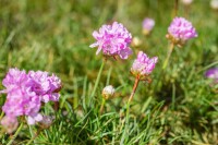 Armeria juniperifolia Röschen 9 cm Topf - Größe nach Saison