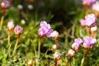 Armeria juniperifolia Röschen 9 cm Topf - Größe nach Saison