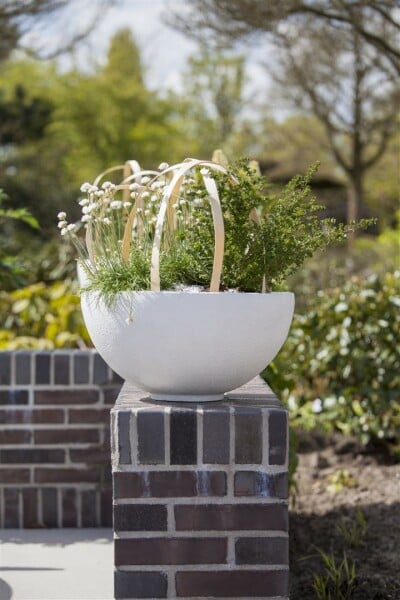 Armeria maritima Alba, gen. 9 cm Topf - Größe nach Saison