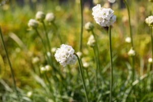 Armeria maritima Alba, gen. 9 cm Topf - Größe nach Saison