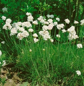 Armeria maritima Alba, gen. 9 cm Topf - Größe nach Saison