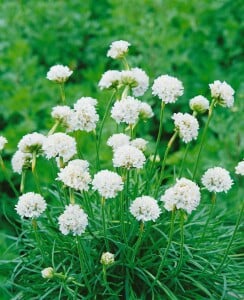 Armeria maritima Alba, gen. 9 cm Topf - Größe nach Saison