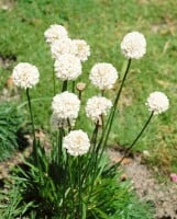 Armeria maritima Alba, gen. 9 cm Topf - Größe nach Saison