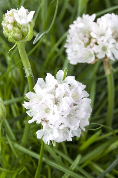 Armeria maritima Armada White  -R- 9 cm Topf - Größe nach Saison