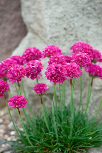 Armeria maritima Düsseldorfer Stolz 9 cm Topf - Größe nach Saison