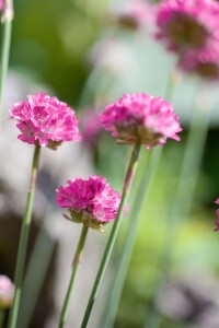 Armeria maritima Düsseldorfer Stolz 9 cm Topf - Größe nach Saison