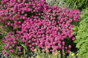 Armeria maritima Düsseldorfer Stolz 9 cm Topf - Größe nach Saison