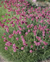 Armeria maritima Düsseldorfer Stolz 9 cm Topf - Größe nach Saison