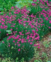 Armeria maritima Düsseldorfer Stolz 9 cm Topf - Größe nach Saison