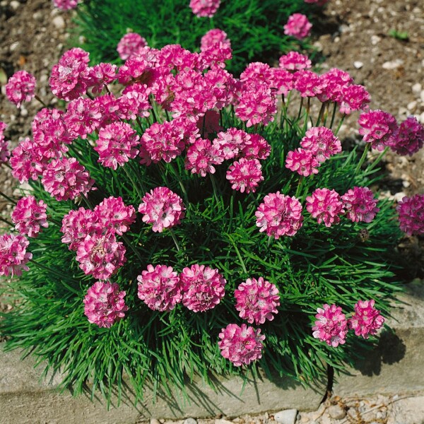 Armeria maritima Rosea Compacta 9 cm Topf - Größe nach Saison