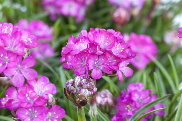 Armeria maritima Splendens 9 cm Topf - Größe nach Saison