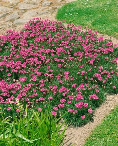 Armeria maritima Splendens 9 cm Topf - Größe nach Saison