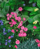 Armeria maritima Splendens 9 cm Topf - Größe nach Saison