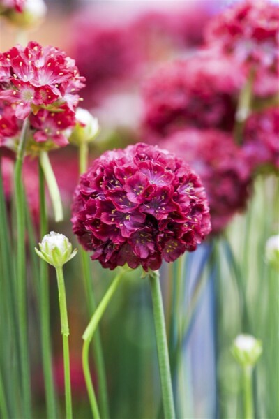 Armeria pseudarmeria Ballerina Red 9 cm Topf - Größe nach Saison