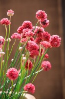 Armeria pseudarmeria Ballerina Red 9 cm Topf - Größe nach Saison