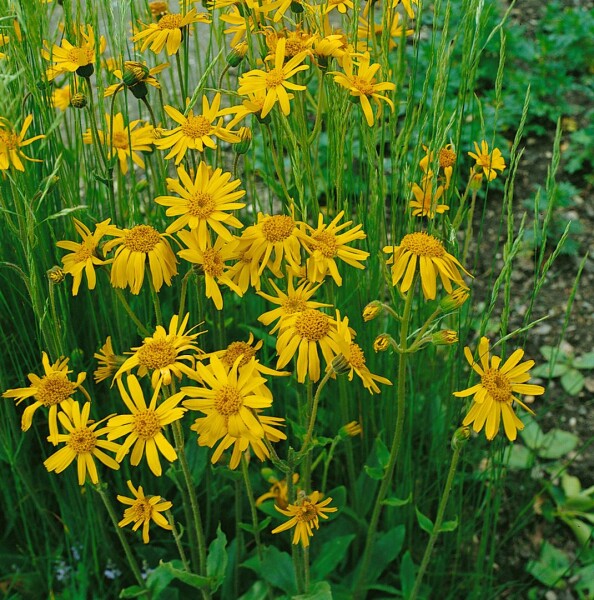 Arnica chamissonis 9 cm Topf - Größe nach Saison