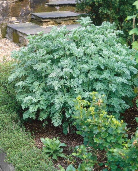 Artemisia absinthium 9 cm Topf - Größe nach Saison