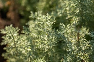 Artemisia absinthium 9 cm Topf - Größe nach Saison