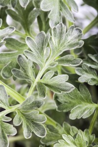 Artemisia absinthium 9 cm Topf - Größe nach Saison