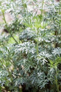 Artemisia absinthium 9 cm Topf - Größe nach Saison