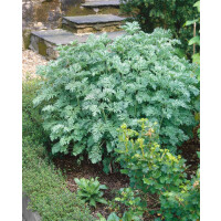 Artemisia absinthium 9 cm Topf - Größe nach...