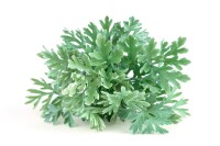 Artemisia absinthium 9 cm Topf - Größe nach Saison