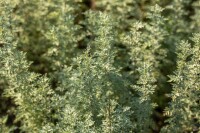 Artemisia absinthium 9 cm Topf - Größe nach Saison