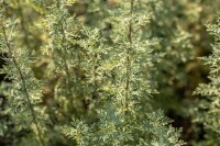 Artemisia absinthium 9 cm Topf - Größe nach Saison