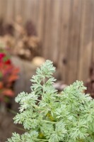 Artemisia absinthium 9 cm Topf - Größe nach Saison