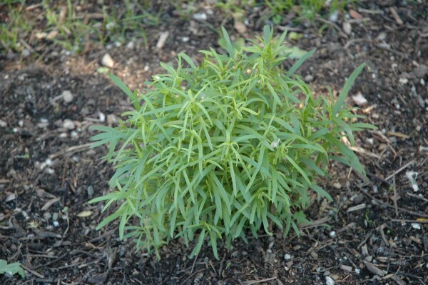 Artemisia dracunculus 9 cm Topf - Größe nach Saison