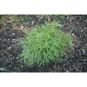 Artemisia dracunculus 9 cm Topf - Größe nach...