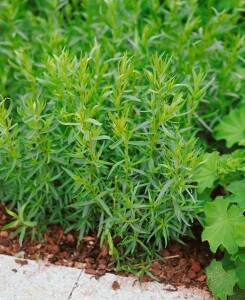 Artemisia dracunculus 9 cm Topf - Größe nach Saison