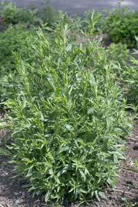 Artemisia dracunculus 9 cm Topf - Größe nach Saison