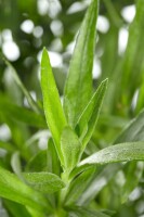 Artemisia dracunculus 9 cm Topf - Größe nach Saison