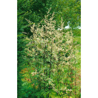 Artemisia lactiflora 11 cm Topf - Größe nach...
