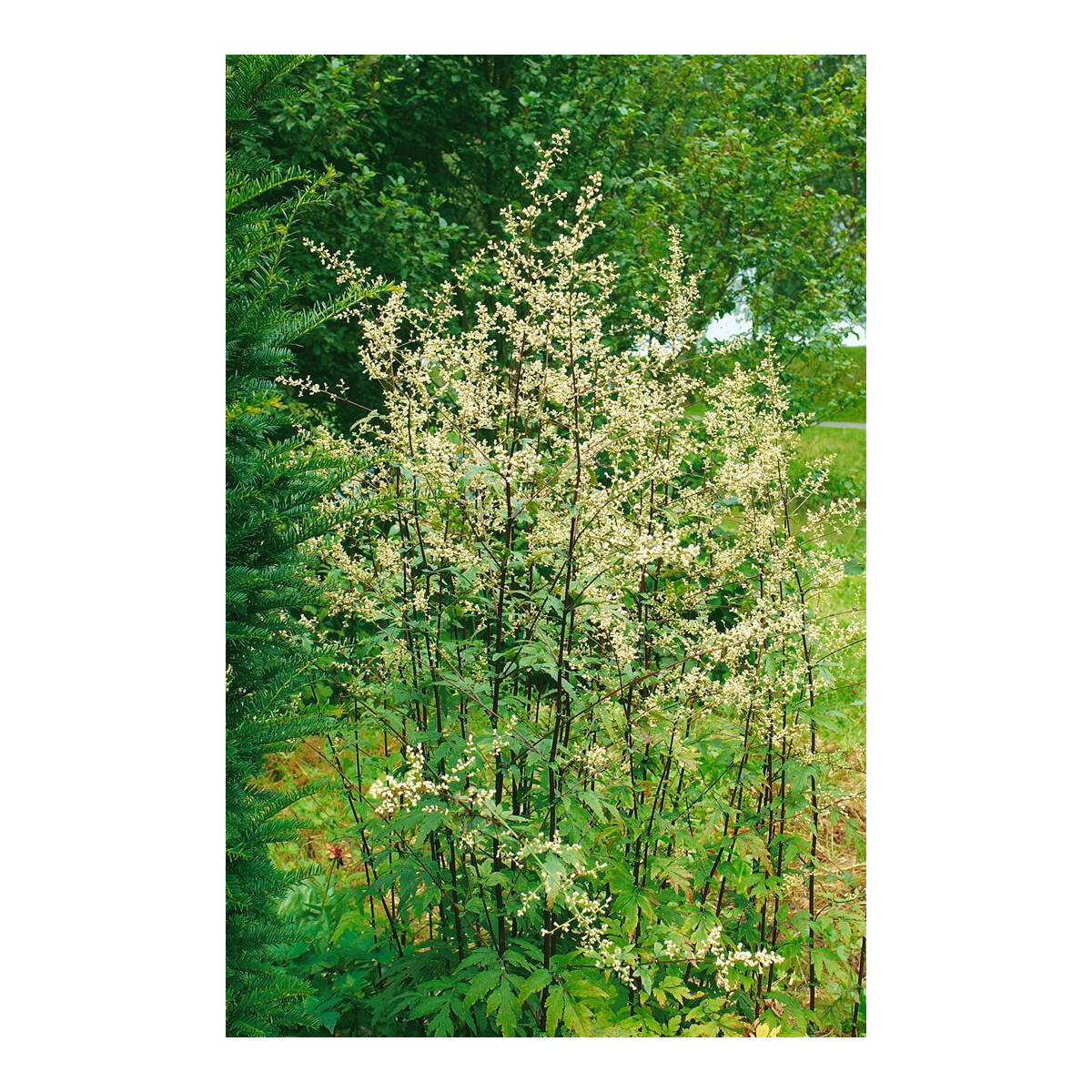 Artemisia lactiflora Elfenbein P 1