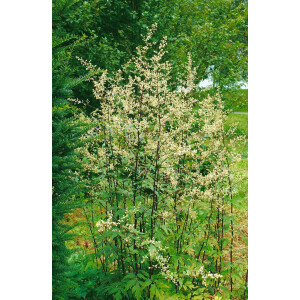 Artemisia lactiflora Guizhou 9 cm Topf - Größe...