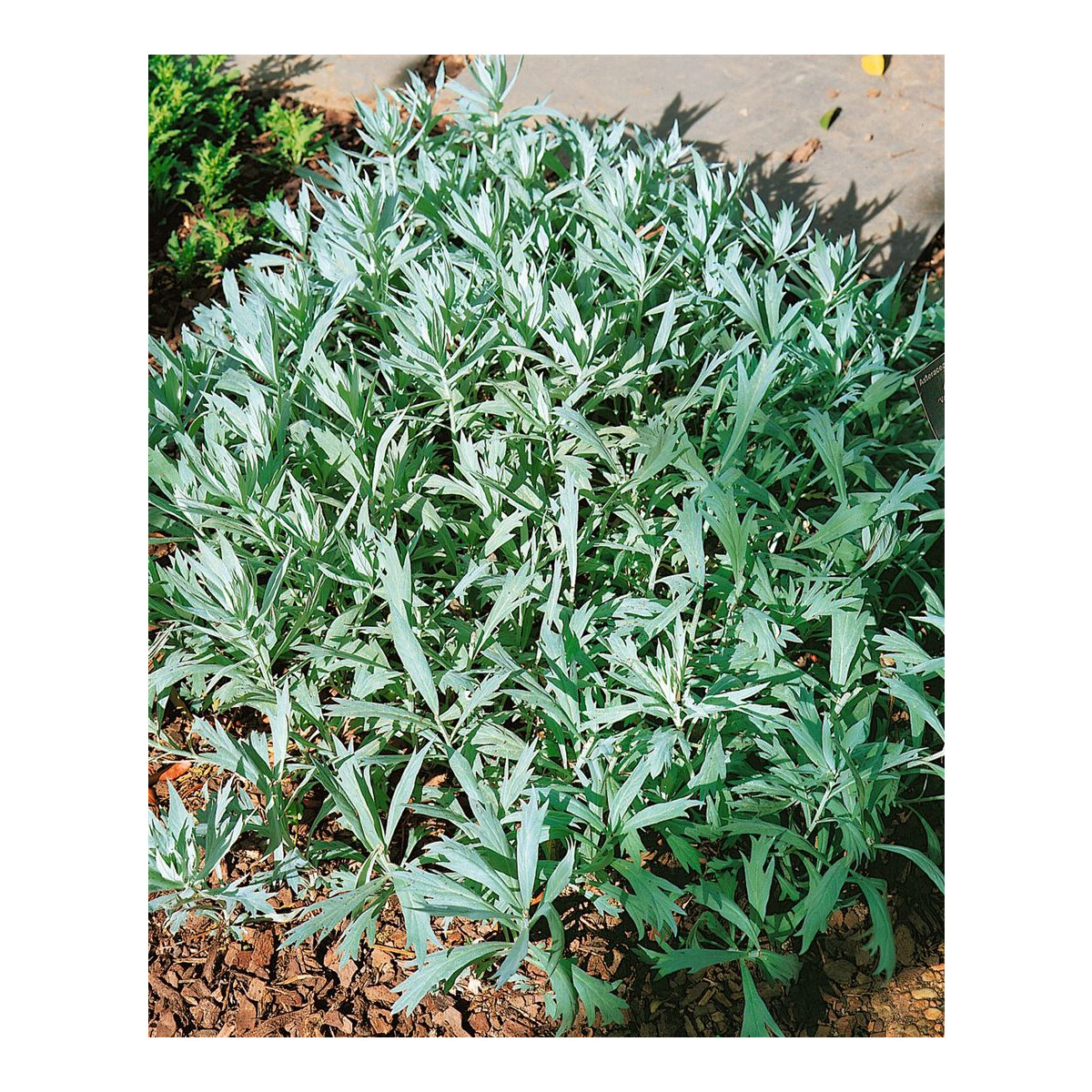 Artemisia ludoviciana Valerie Finnis P 0,5
