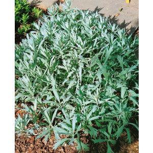 Artemisia ludoviciana Valerie Finnis 9 cm Topf -...