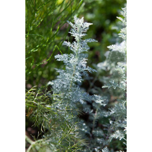 Artemisia schmidtiana Nana 9 cm Topf - Größe...