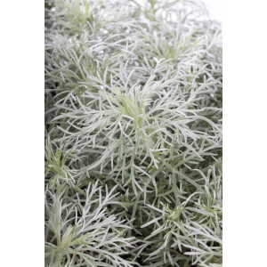 Artemisia schmidtiana Nana 9 cm Topf - Größe...